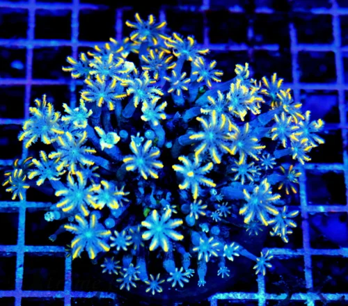 4.5x4.5 CLOVE POLYPS CORAL - ULTRA GRADE ULTRA COLORED "FIRECRACKER" CLOVE POLYPS