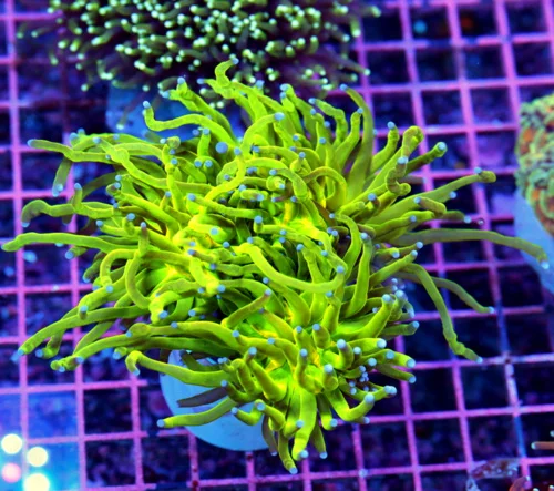 4.5x4.5 TORCH CORAL - LARGEST "TIGER" TORCH WE'VE EVER HAD COLLECTOR'S ITEM TORCH CORAL