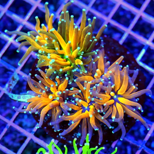 4.5x4.5 TORCH CORAL - LARGEST "TIGER" TORCH WE'VE EVER HAD COLLECTOR'S ITEM TORCH CORAL