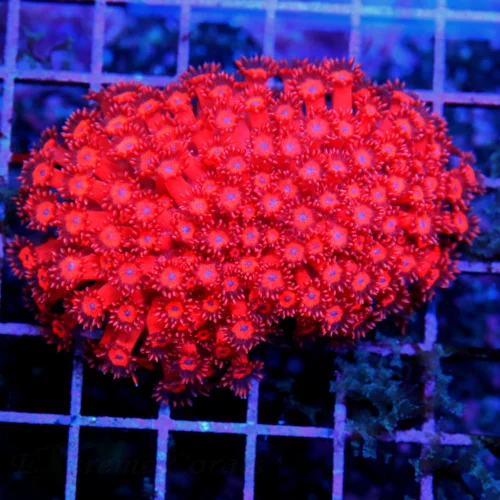 4x3.5 GONIOPORA CORAL - SUPER BLUE EYED AUSSIE FIRECRACKER RED GONIOPORA CORAL