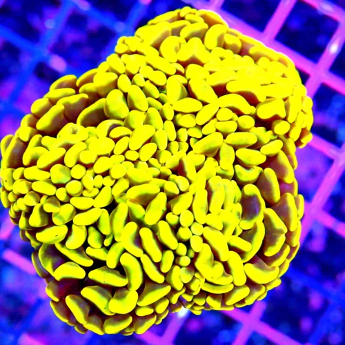 4.5x4 HAMMER CORAL - ULTRA COLORED NEON HIGHLIGHTER YELLOW BRANCHING HAMMER CORAL