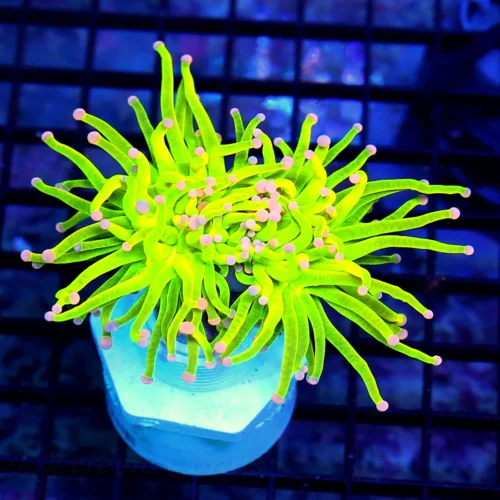 4.5X4 PINK TIPPED HOLY GRAIL-BOOK QUALITY COLLECTORS ITEM-EXTREMELY RARE PINK TIPPED HOLY GRAIL