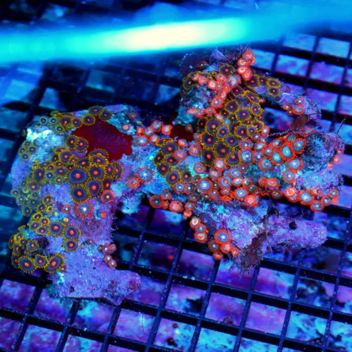 7X5 XL ZOANTHID-VERY RARE BRANCHING FINGER ROCK ULTRA GRADE GIANT MULTICOLORED HANDPICKED ZOANTHID