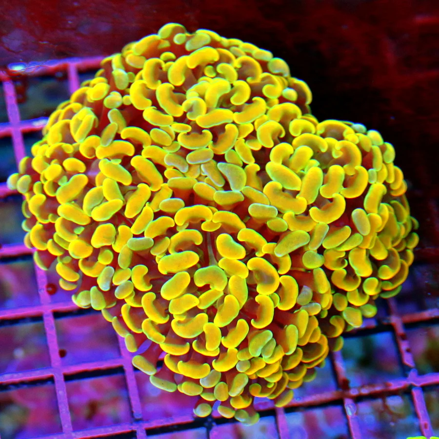 5.5x5 HAMMER CORAL - ULTRA COLORED NEON HIGHLIGHTER YELLOW BRANCHING HAMMER CORAL
