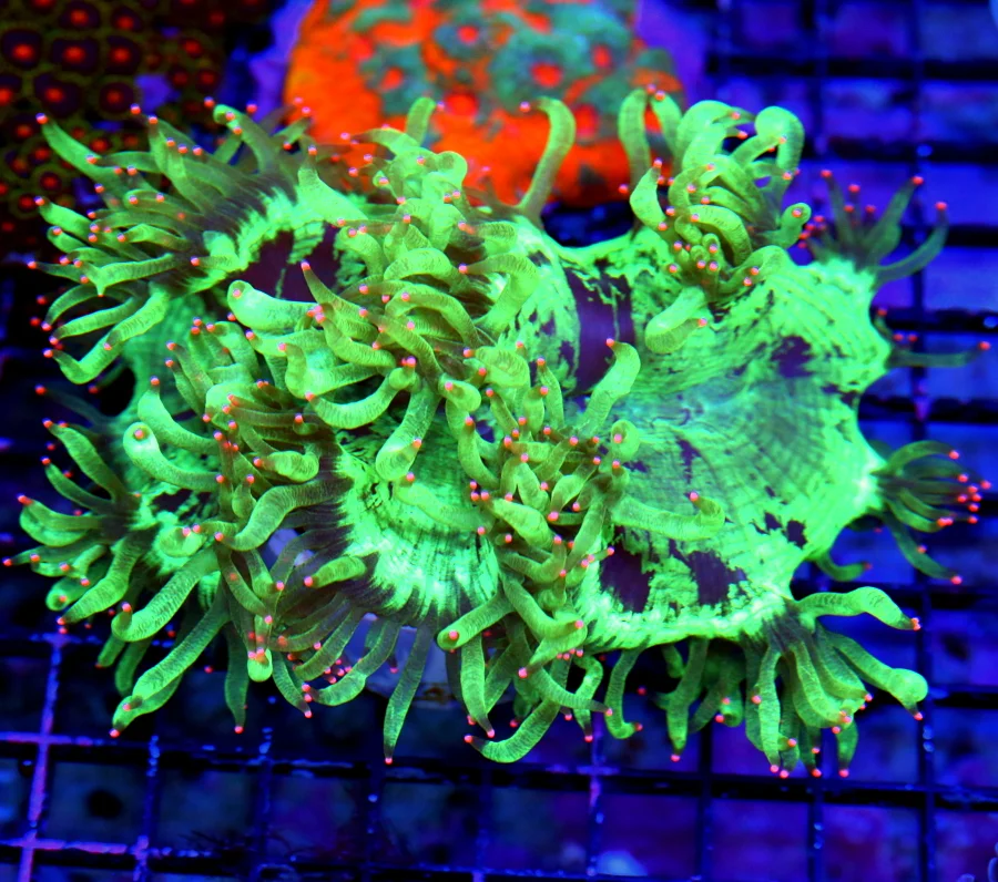 6x4.5 ELEGANCE CORAL - BOOK QUALITY SCREAMING NEON PINK TIPPED ELEGANCE CORAL