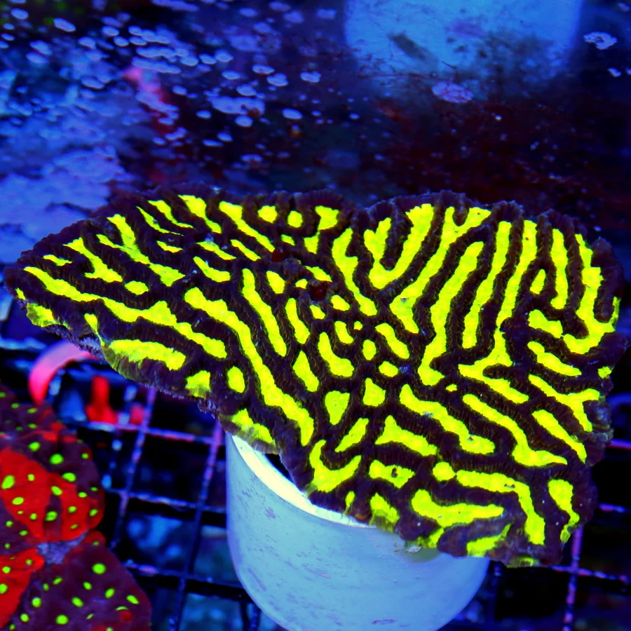 6.5x4.5 PLATYGYRA CORAL - WICKED NEON ULTRA COLORED HARD TO FIND COLORED YELLOW PLATYGYRA