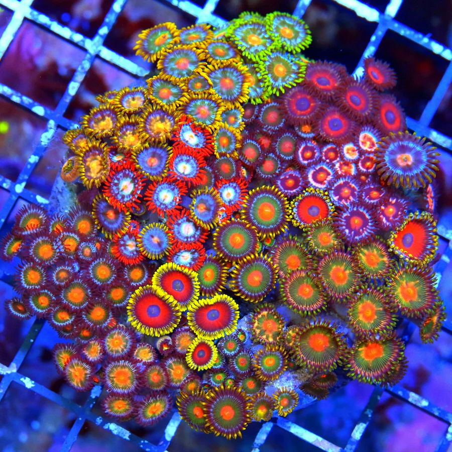 4.5x4.5 COMBO ZOANTHID CORAL - ULTRA ULTRA COLORED ULTRA COMBO INDO ZOANTHID CORAL COLONY