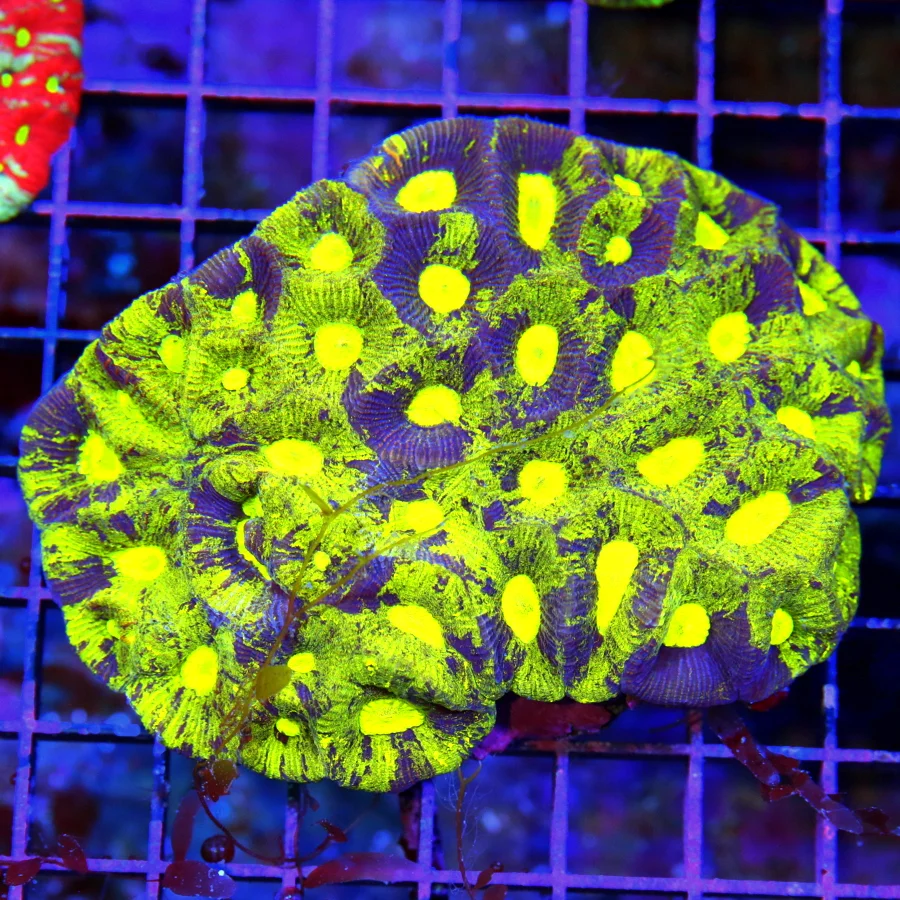 4.5x4 GONIASTREA CORAL - HANDPICKED WICKED MULTICOLORED YELLOW BLUE GONIASTREA CORAL