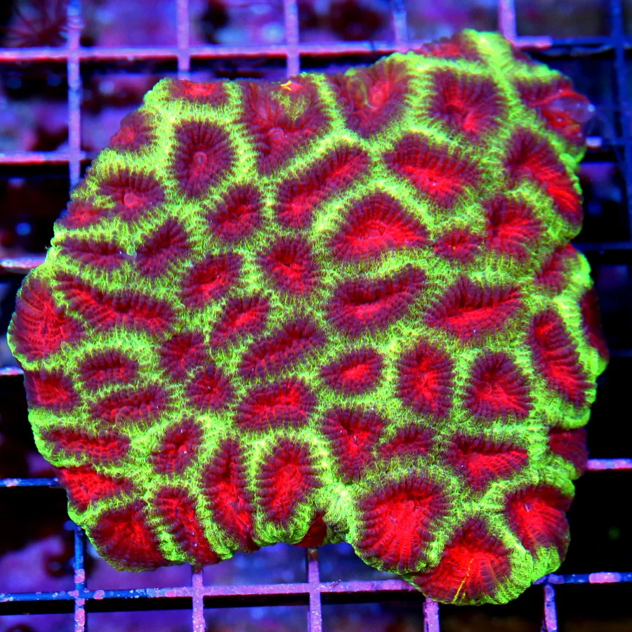 4.5x4.5 FAVIA CORAL - OUTSTANDING NEON GREEN AND RED "WATERMELON" FAVIA CORAL