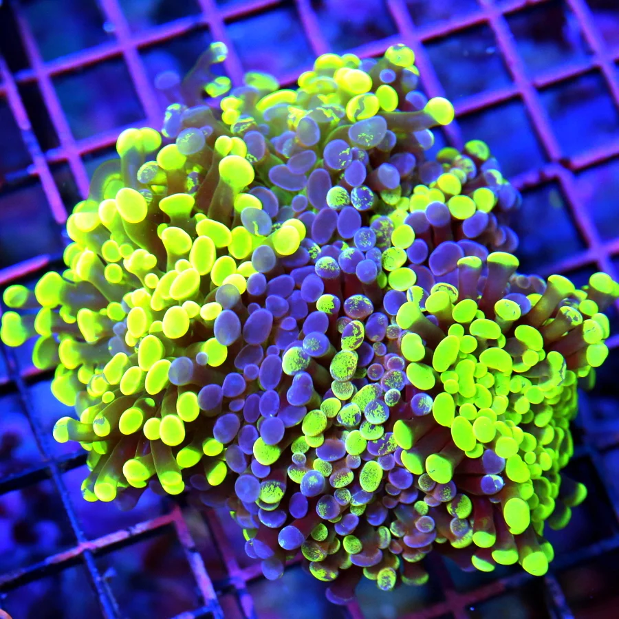 5.5x5.5 BRANCHING HAMMER CORAL - GLOW IN THE DARK BEST OF THE YEAR SHOWPIECE HAMMER CORAL