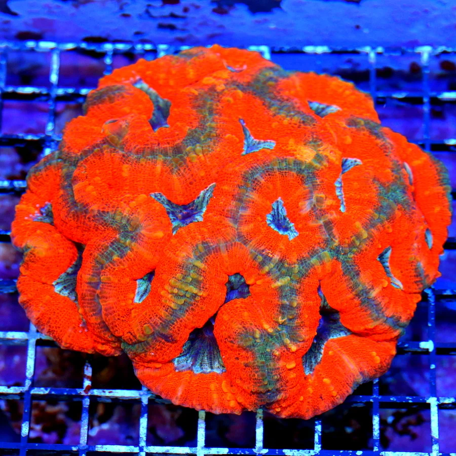 6x6 GIANT XXL LOBOPHYLLIA CORAL - ULTRA GRADE ULTRA TRI-COLORED PERFECT SPECIMEN LOBOPHYLLIA CORAL