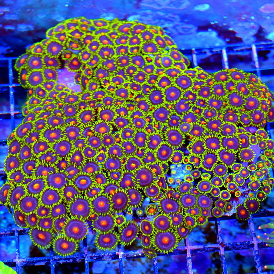 6.5x6.5 ZOANTHID CORAL - ULTRA GRADE ULTRA COLORED HANDPICKED ZOANTHID CORAL