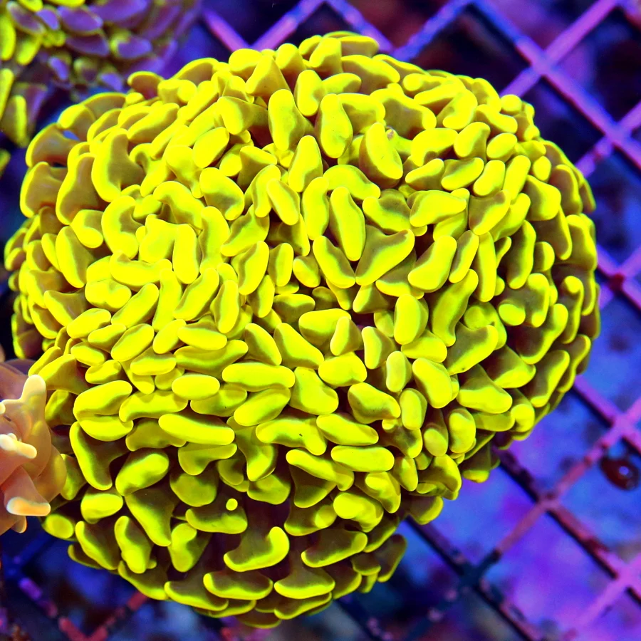 5x5 HAMMER CORAL - BRANCHING HAMMER CORAL - ULTRA NEON YELLOW ULTRA GRADE THREE HEADED BRANCHING HAM