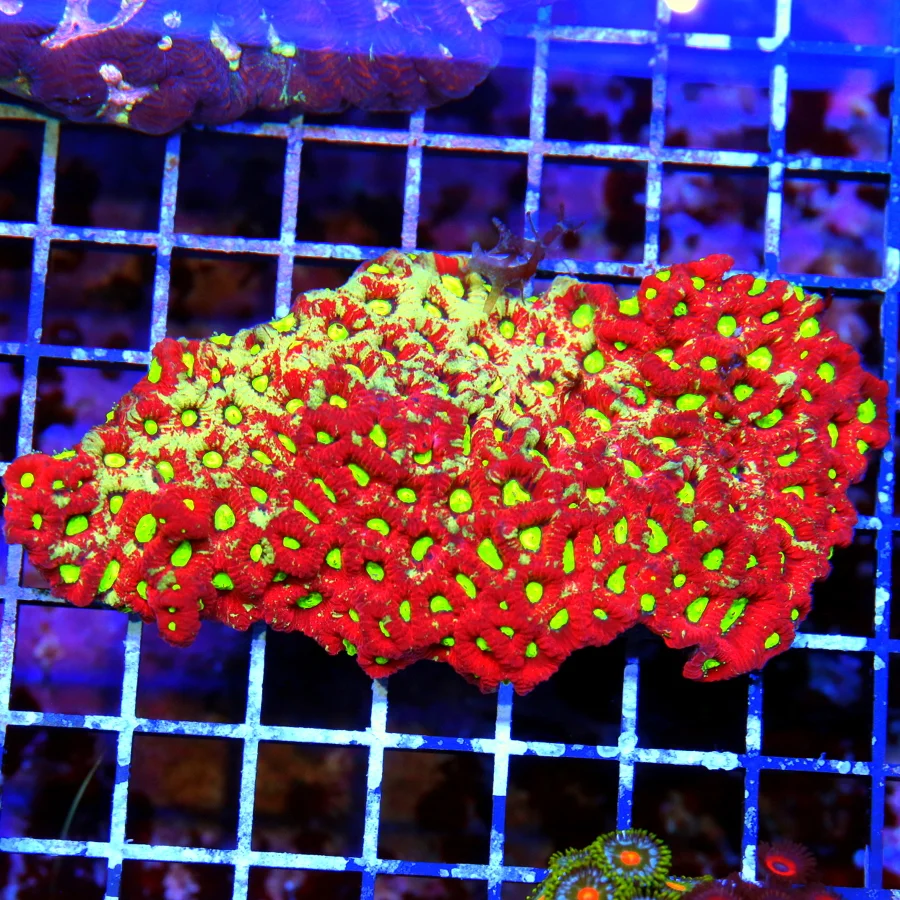 5x3 WAR CORAL FAVITES - VERY VERY NICE ULTRA LEMON LIME YELLOW EYED WAR CORAL FAVITES