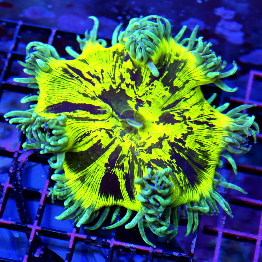 5x4.5 ELEGANCE CORAL - ULTRA NEON YELLOW HANDPICKED ELEGANCE CORAL SHOWPIECE