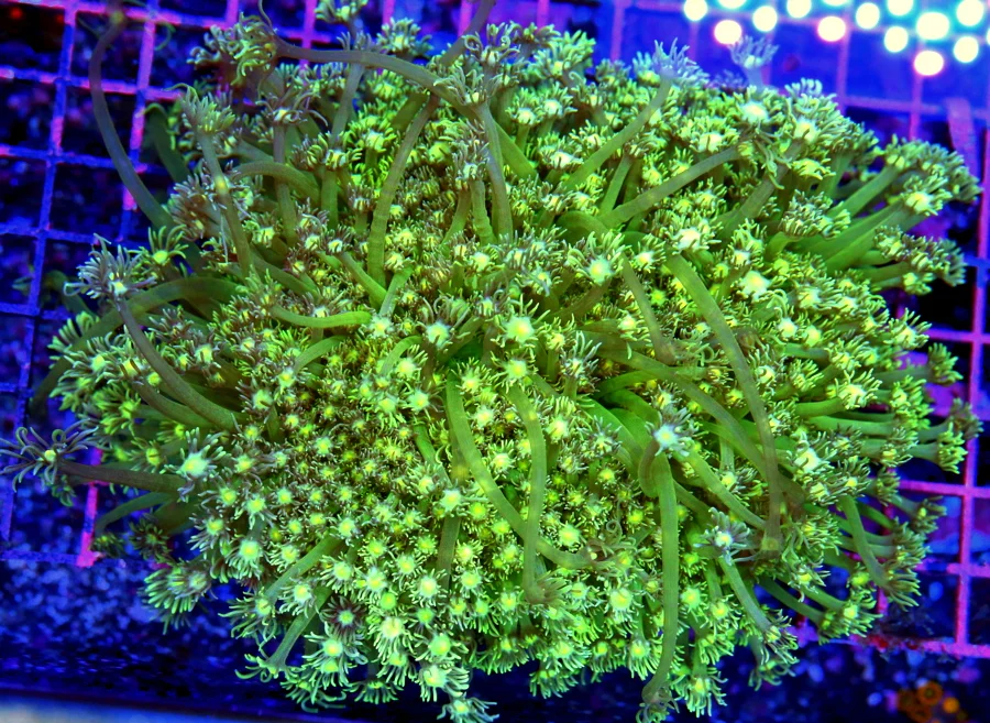 6.5x5.5 XXL GONIOPORA CORAL - INCREDIBLE LEMON LIME GREEN XXL GONIOPORA