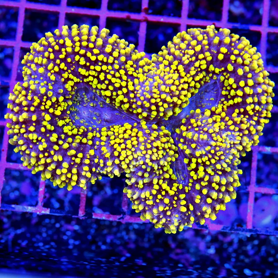 5x4.5 CARPET LOBOPHYLLIA CORAL - ULTRA COLORED PURPLE AND ORANGE CARPET LOBOPHYLLIA