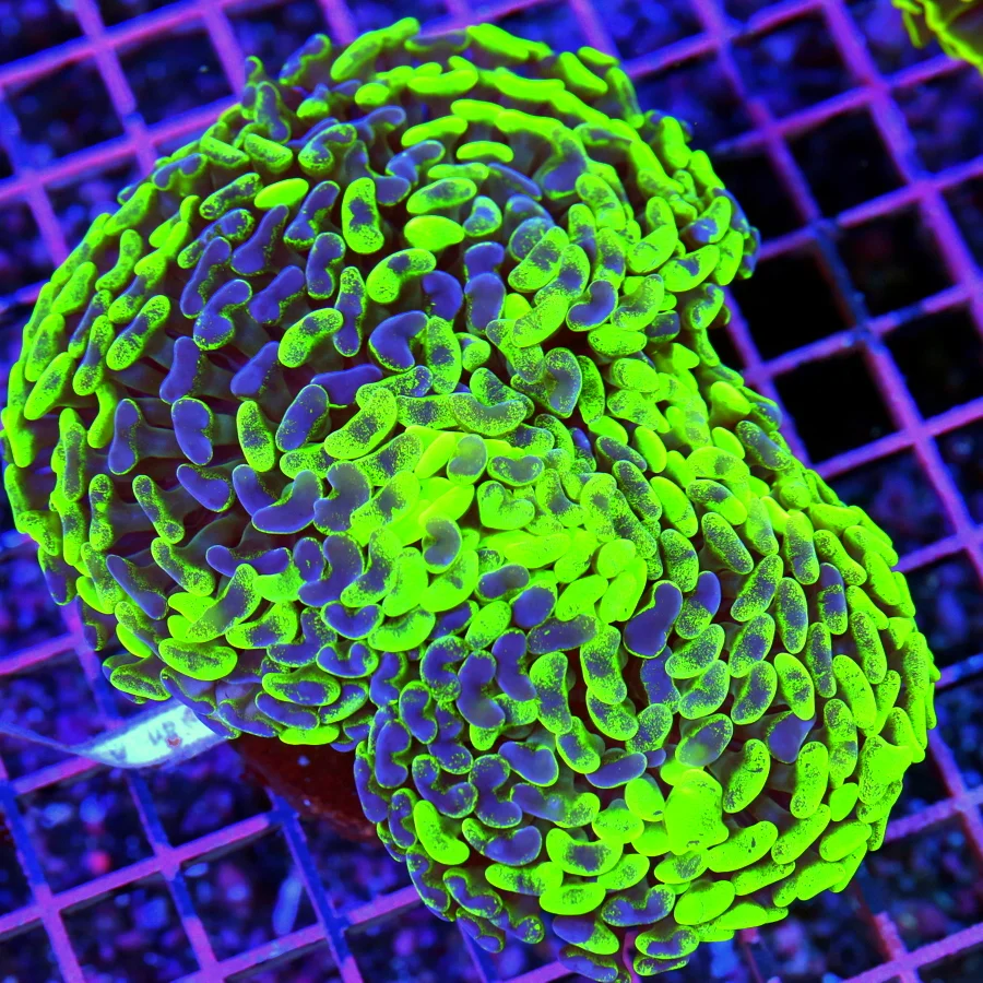 6x5 HAMMER CORAL - SUPER NEON NEON GREEN AND PURPLE ULTRA GRADE HAMMER CORAL