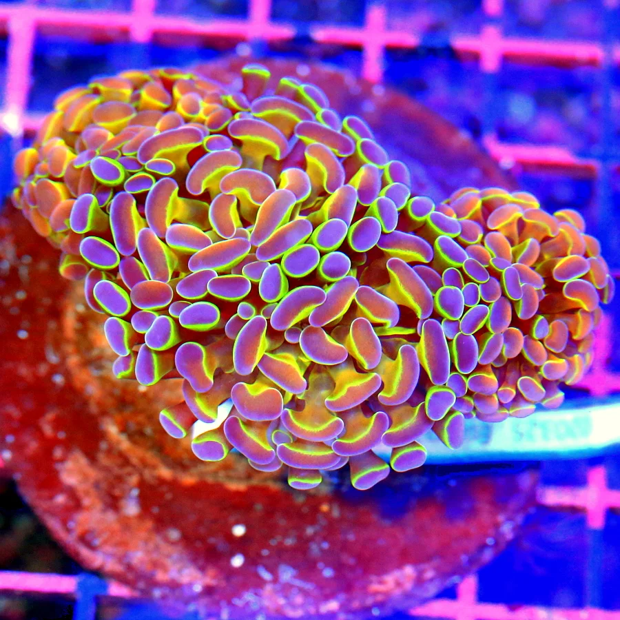 4x4 BRANCHING HAMMER CORAL - SUPER ULTRA COLLECTOR'S ITEM HOLOGRAM BRANCHING HAMMER CORAL