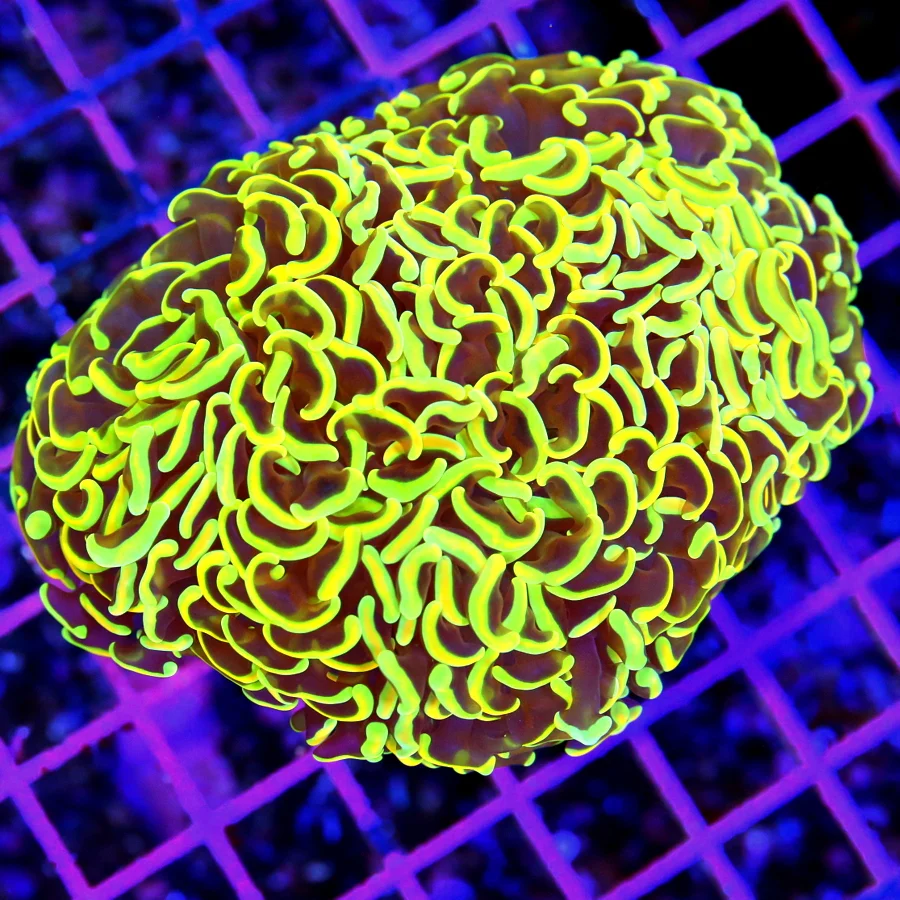 5x4 HAMMER CORAL - ONE OF A KIND YELLOW AND ORANGE HANDPICKED HAMMER CORAL