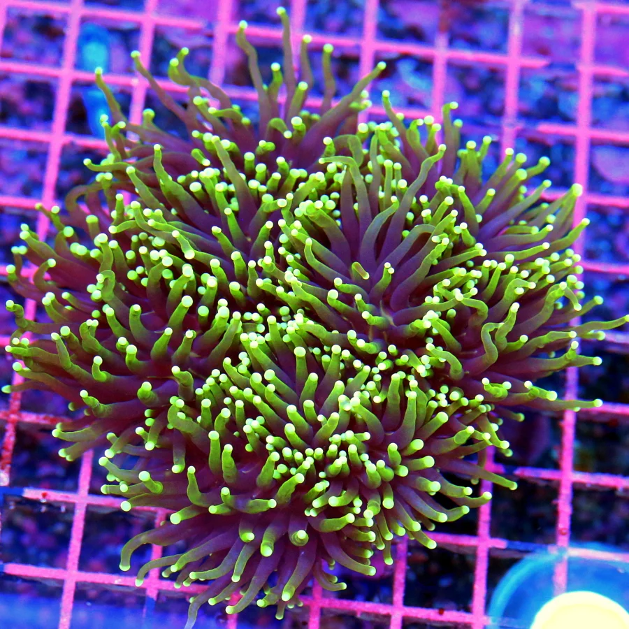 5.5x5.5 TORCH CORAL - ULTRA COLORED PURPLE "BLACKLIGHT" GREEN TIPPED TORCH CORAL