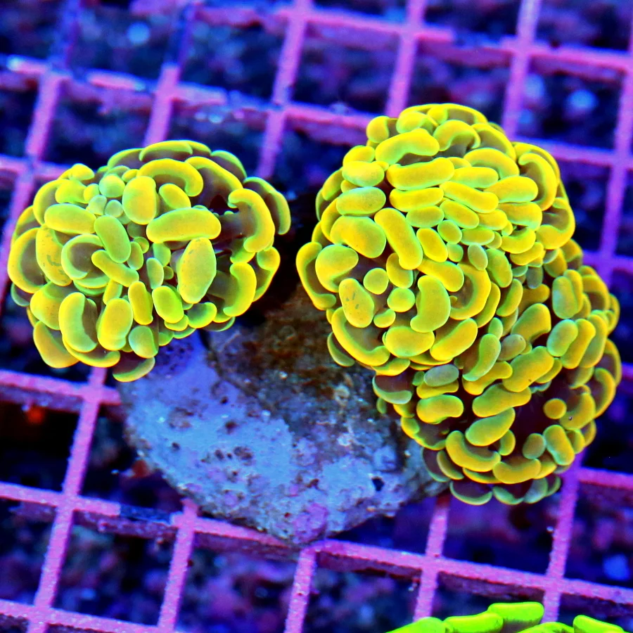 4.5x4 HAMMER CORAL - SCOTT'S HANDPICKED BY SCOTT ULTRA COLORED ORANGE AND YELLOW HAMMER CORAL