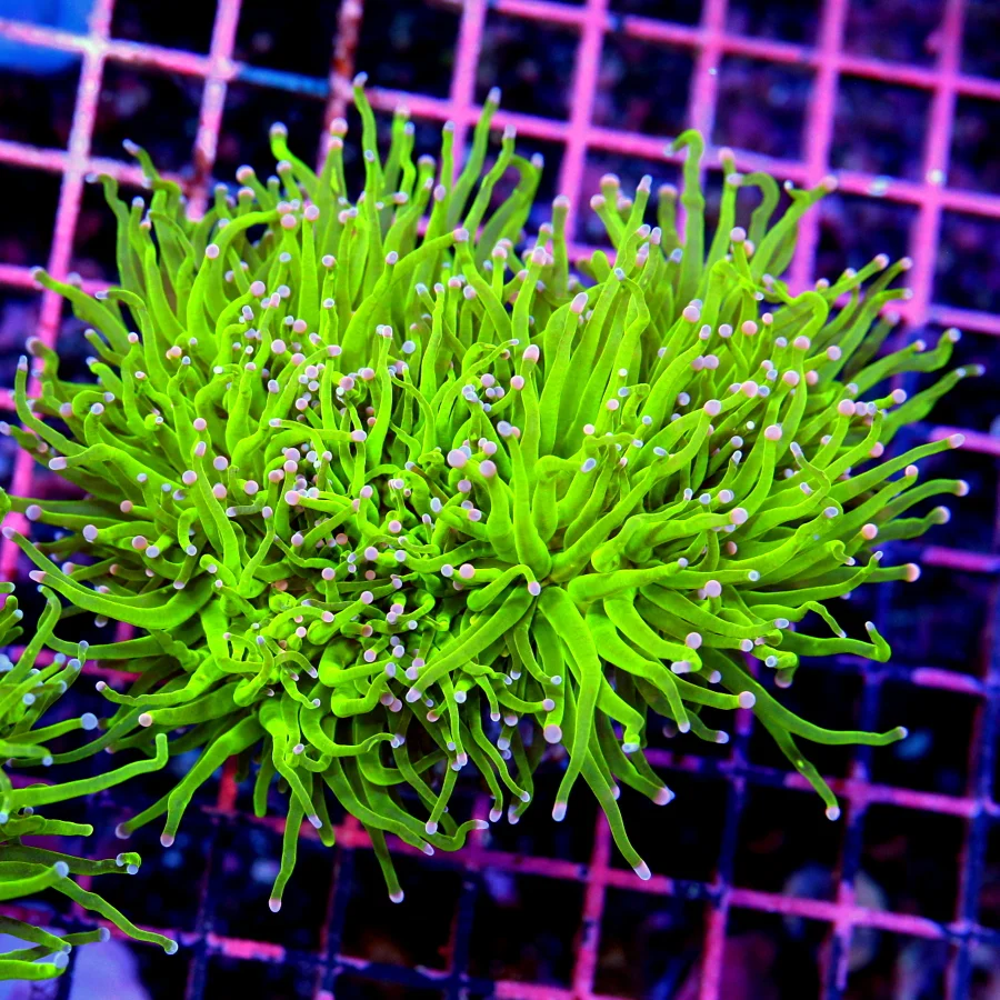 5.5x5.5 TORCH CORAL - ULTRA COLORED ULTRA GRADE "COTTON CANDY" TORCH CORAL