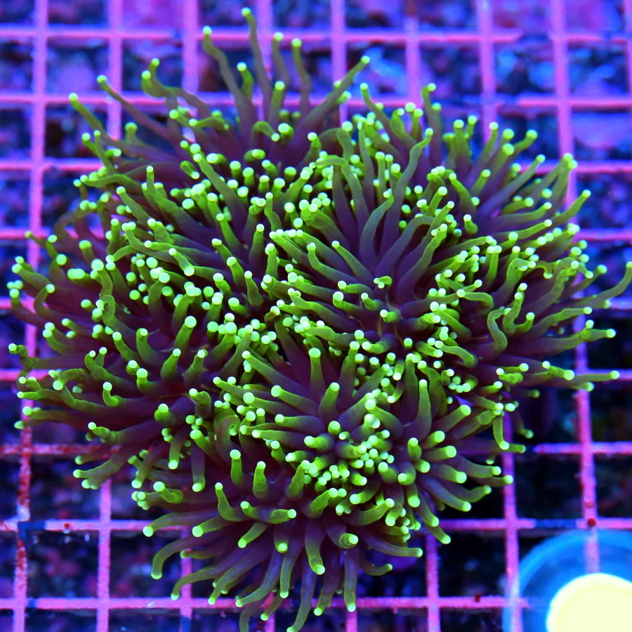 5.5x5.5 TORCH CORAL - ULTRA COLORED PURPLE "BLACKLIGHT" GREEN TIPPED TORCH CORAL