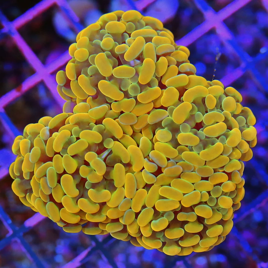 6x5.5 HAMMER CORAL - ULTRA COLORED ULTRA GRADE ORANGE MULTICOLORED HAMMER CORAL