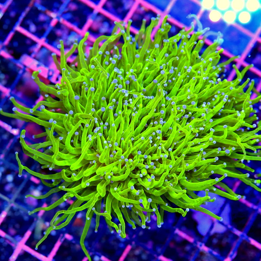 6x5.5 TORCH CORAL - ULTRA COLORED PURPLE "BLACKLIGHT" GREEN TIPPED TORCH CORAL
