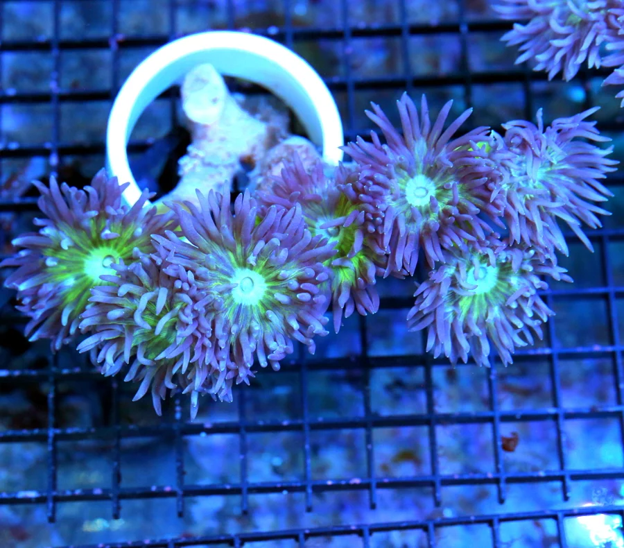 6x4 DUNCAN CORAL - VERY VERY NICE PURPLE TENTACLE ULTRA COLORED DUNCAN