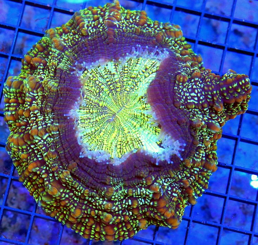 6x6 ACANTHOPHYLLIA CORAL - MULTICOLORED GREEN AND PURPLE ULTRA COLORED ACANTHOPHYLLIA