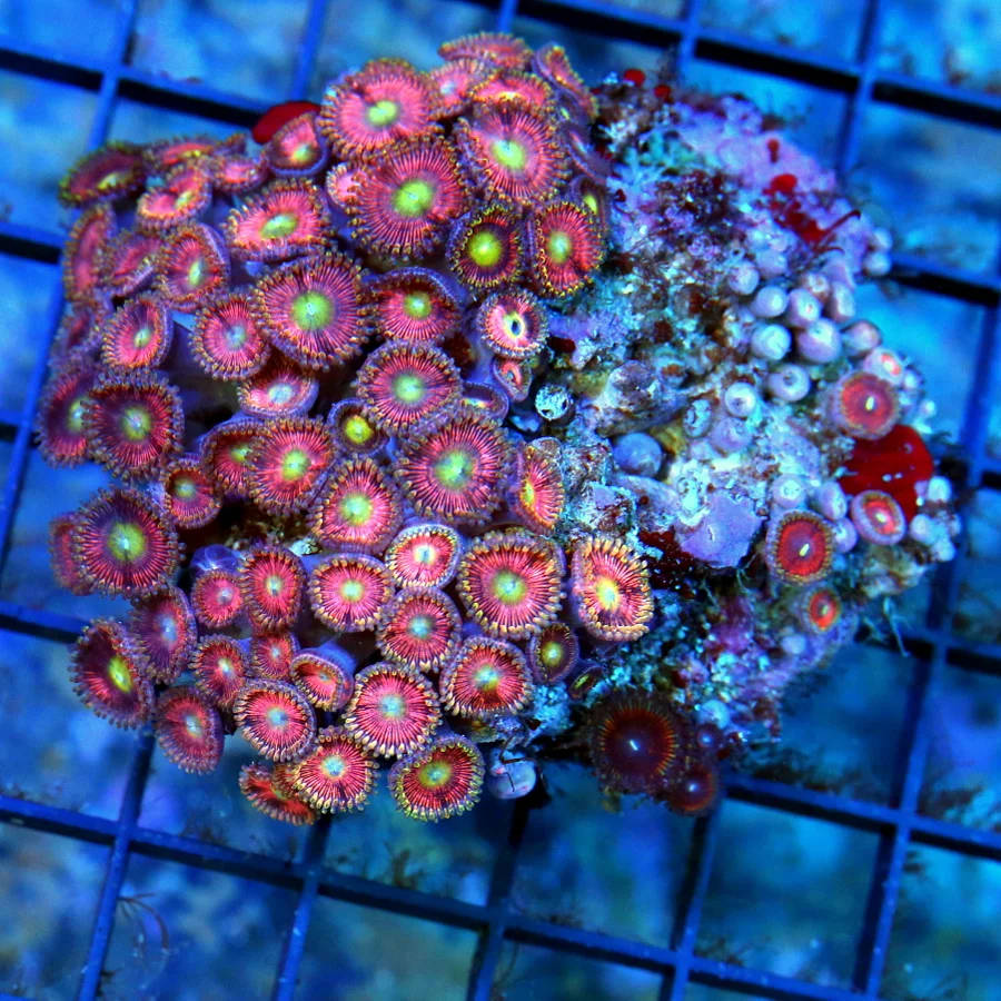 4x3 PALYTHOA CORAL - ULTRA COLORED ULTRA GRADE PINK PALYTHOA CORAL COLONY