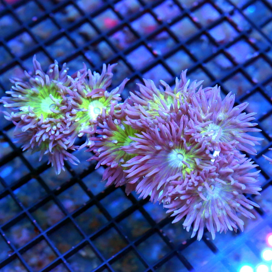 6x5 DUNCAN CORAL - VERY VERY NICE PURPLE TENTACLE ULTRA COLORED DUNCAN