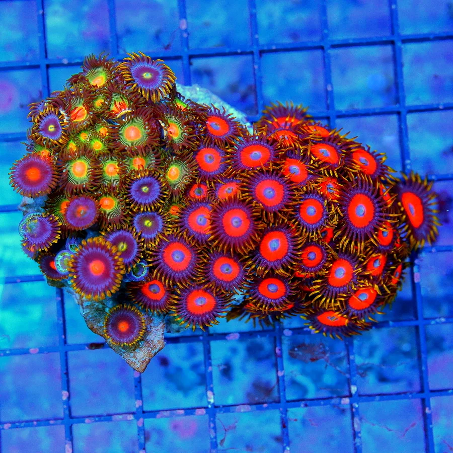 4x5 COMBO ZOANTHID CORAL - ULTRA ULTRA COLORED VERY RARE SOLOMON ISLAND COMBO ZOA