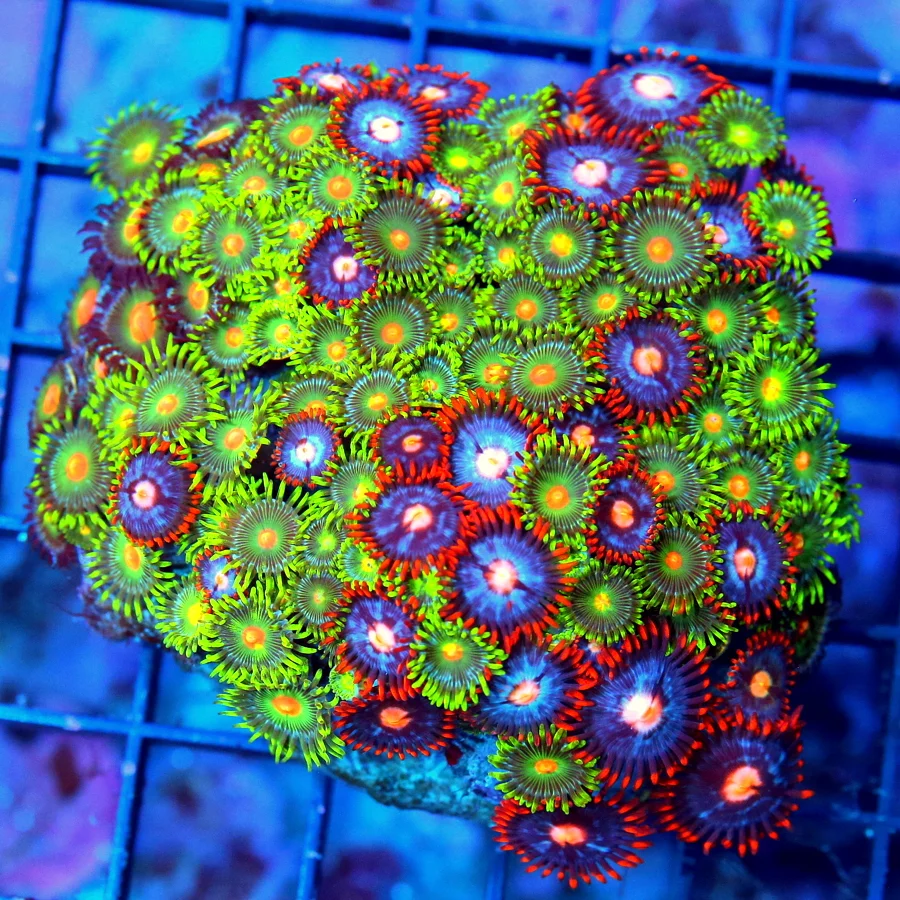 3.5x3.5 COMBO ZOANTHID CORAL - ULTRA ULTRA COLORED VERY RARE SOLOMON ISLAND COMBO ZOA