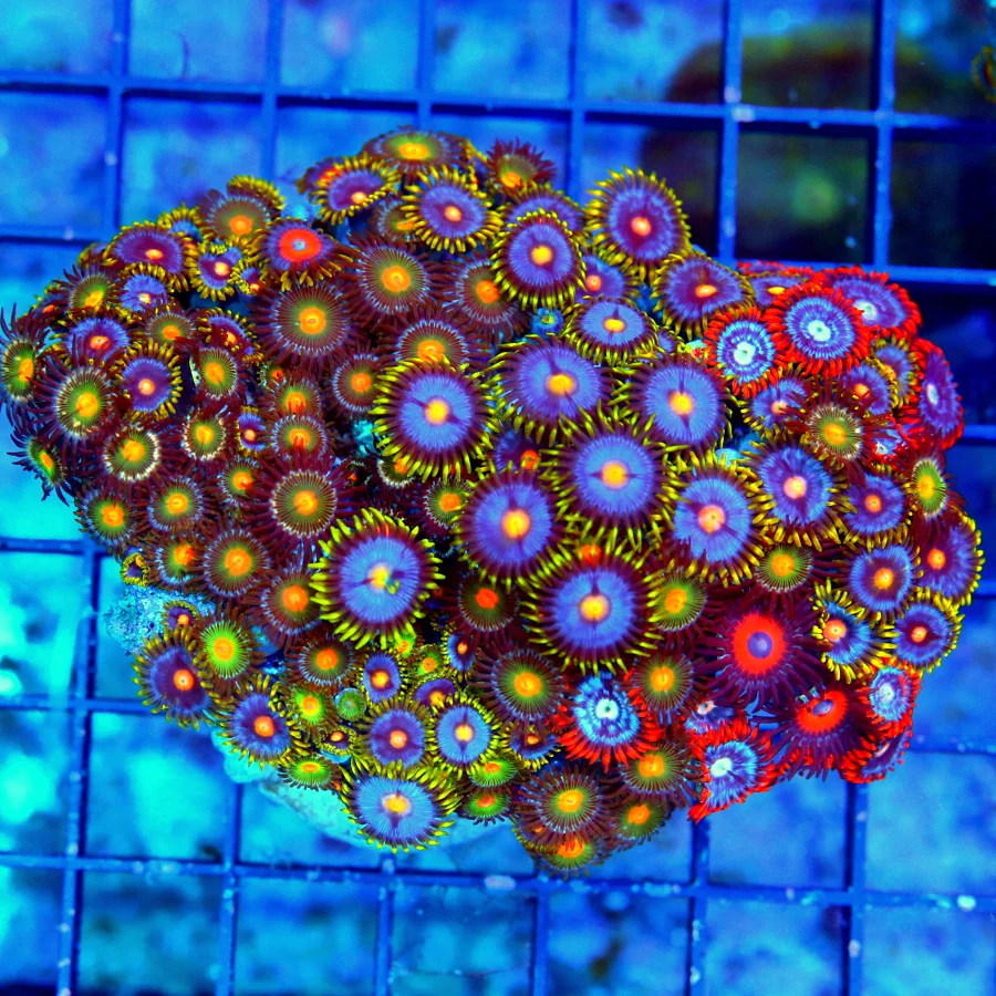 4.5x4 COMBO ZOANTHID CORAL - ULTRA ULTRA COLORED VERY RARE SOLOMON ISLAND COMBO ZOA