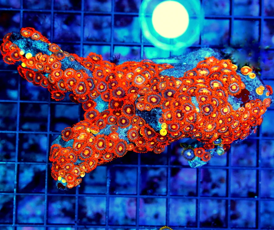 5.5x3  ZOANTHID CORAL - ULTRA ULTRA COLORED VERY RARE SOLOMON ISLAND ZOANTHID CORAL