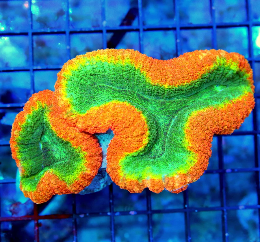 5.5x4 LOBOPHYLLIA CORAL - ULTRA GRADE ULTRA TRI-COLORED LOBOPHYLLIA CORAL