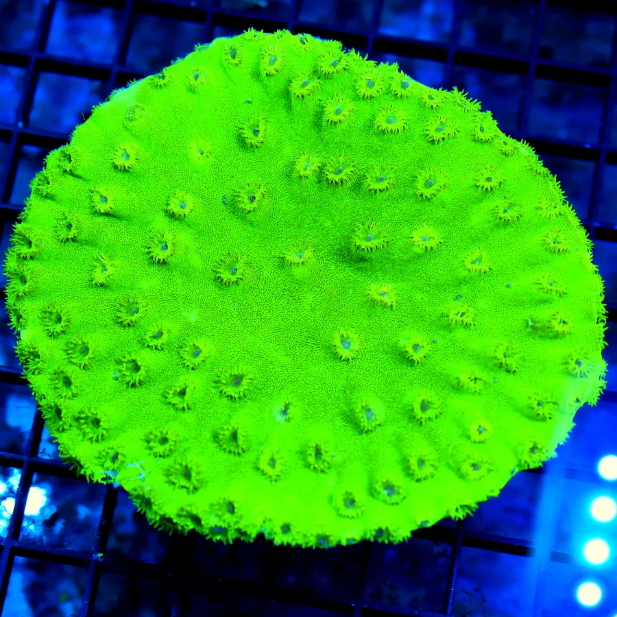 4.5x4.5 PAGODA CUP CORAL - BRIGHT NEON GREEN BLUE EYED PAGODA CUP CORAL