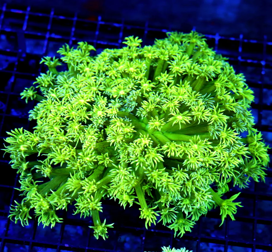 7x7 XXL GONIOPORA CORAL - SUPER NEON YELLOW BLUE SPLASHED XXL GONIOPORA CORAL