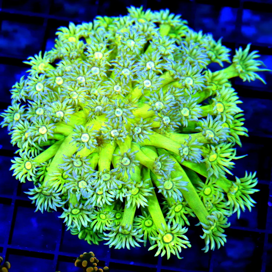 4.5x4.5 GONIOPORA CORAL - ULTRA COLORED NEON YELLOW PURPLE TIPPED GONIOPORA