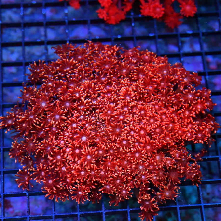 6x6 XXL GONIOPORA CORAL - BI-COLORED RED AND PINK/ORANGE BLUE EYED GONIOPORA CORAL
