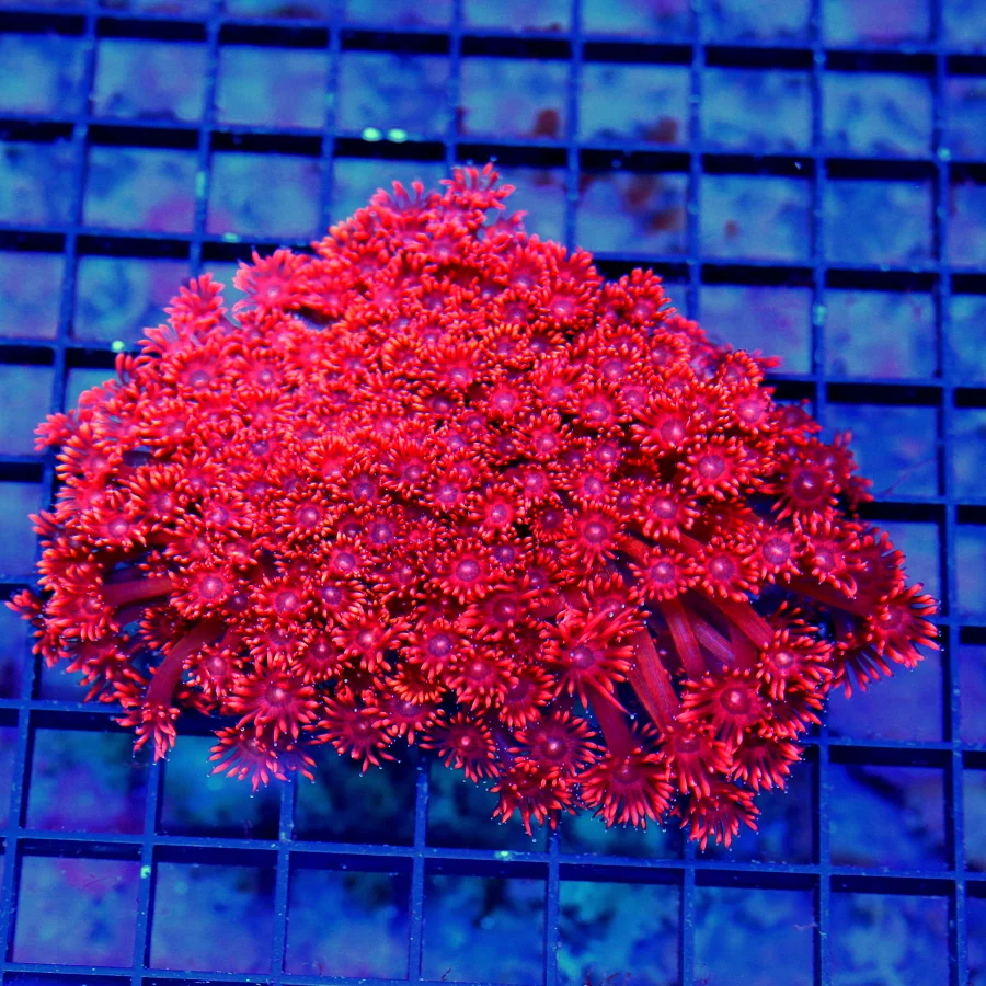 5.5x4.5 GONIOPORA CORAL - ULTRA COLORED "FIRECRACKER" RED SUPER NEON BLUE EYED GONIOPORA