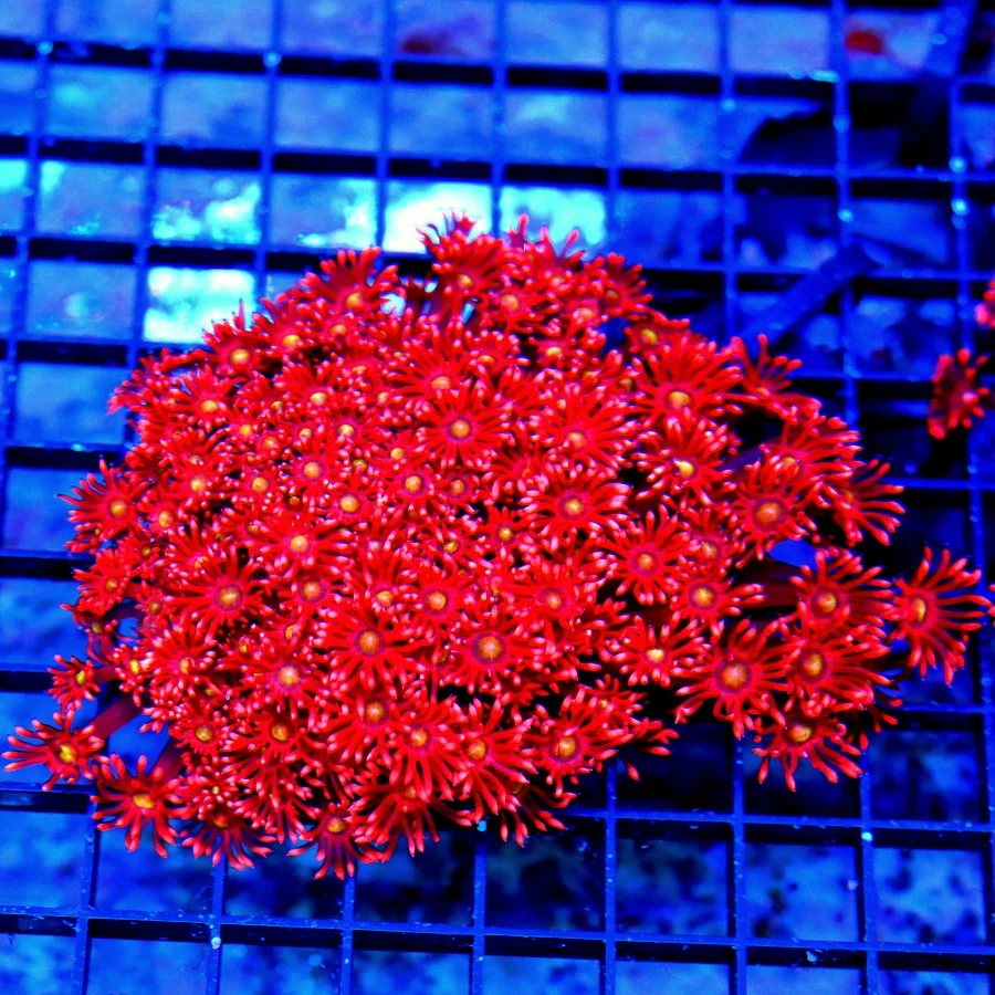 5.5x5.5 GONIOPORA CORAL - HANDPICKED RAINBOW "CHERRY BOMB" RED GONIOPORA CORAL