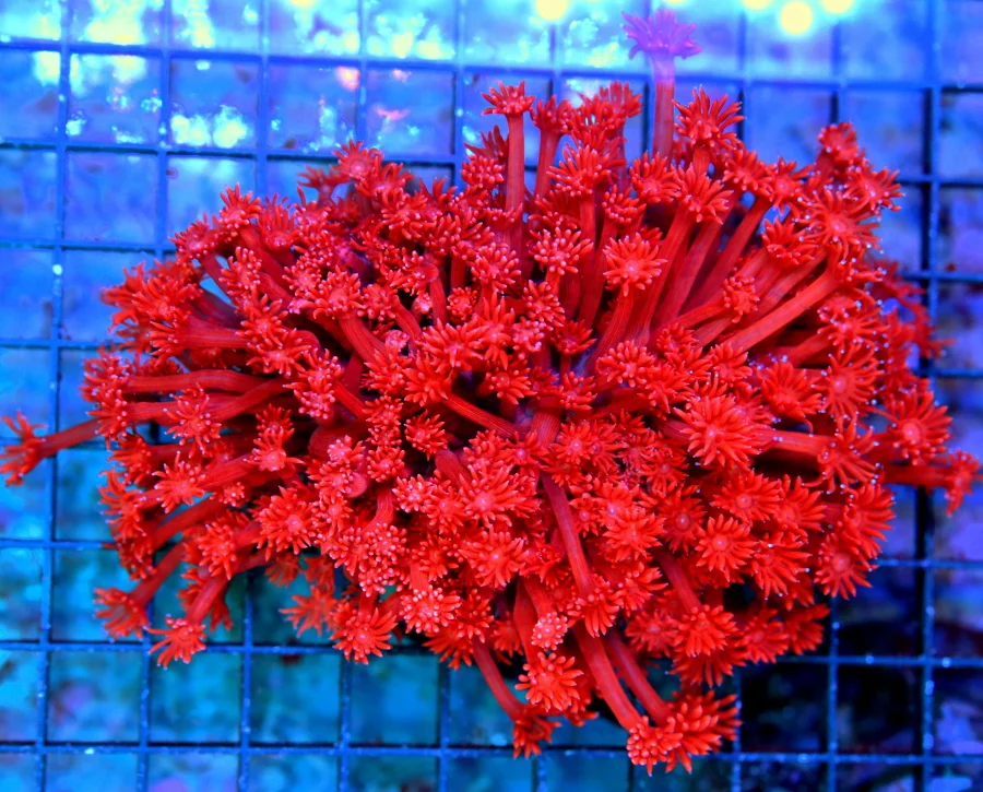 6x5 XXL GONIOPORA CORAL - ULTRA COLORED "FIRECRACKER" BLUE TIPPED ULTRA GRADE GONIOPORA