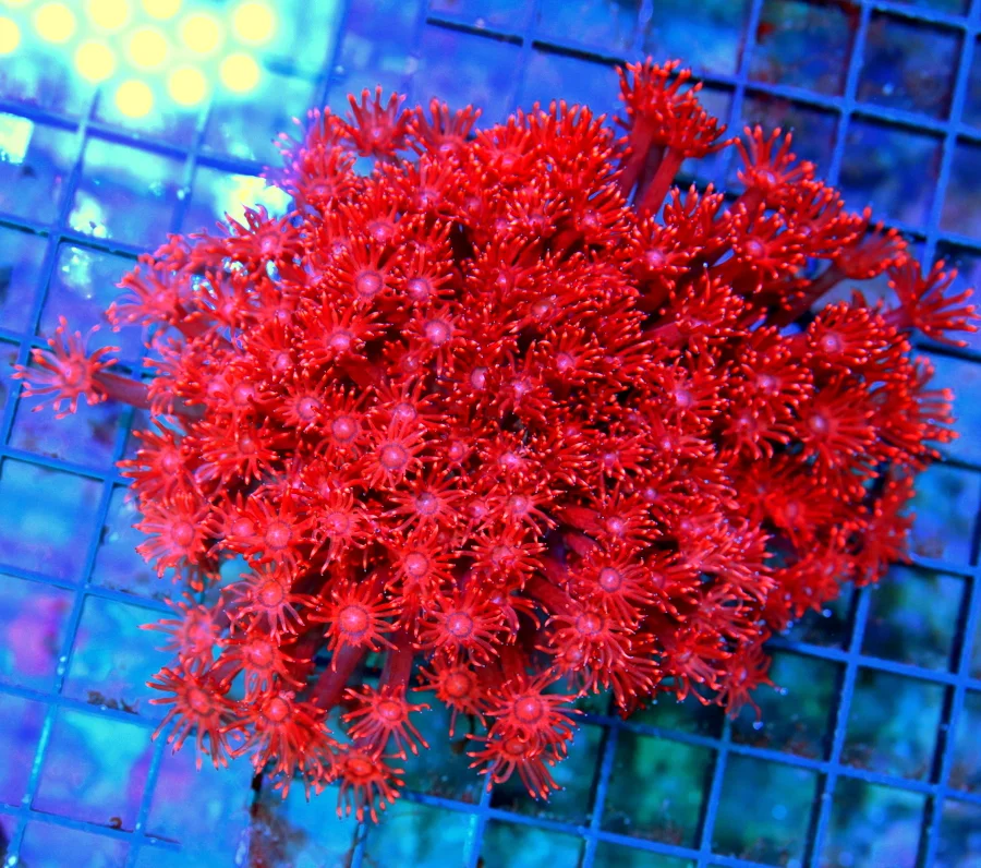 5.5x5.5 XXL GONIOPORA CORAL - ULTRA COLORED "FIRECRACKER" BLUE TIPPED ULTRA GRADE GONIOPORA