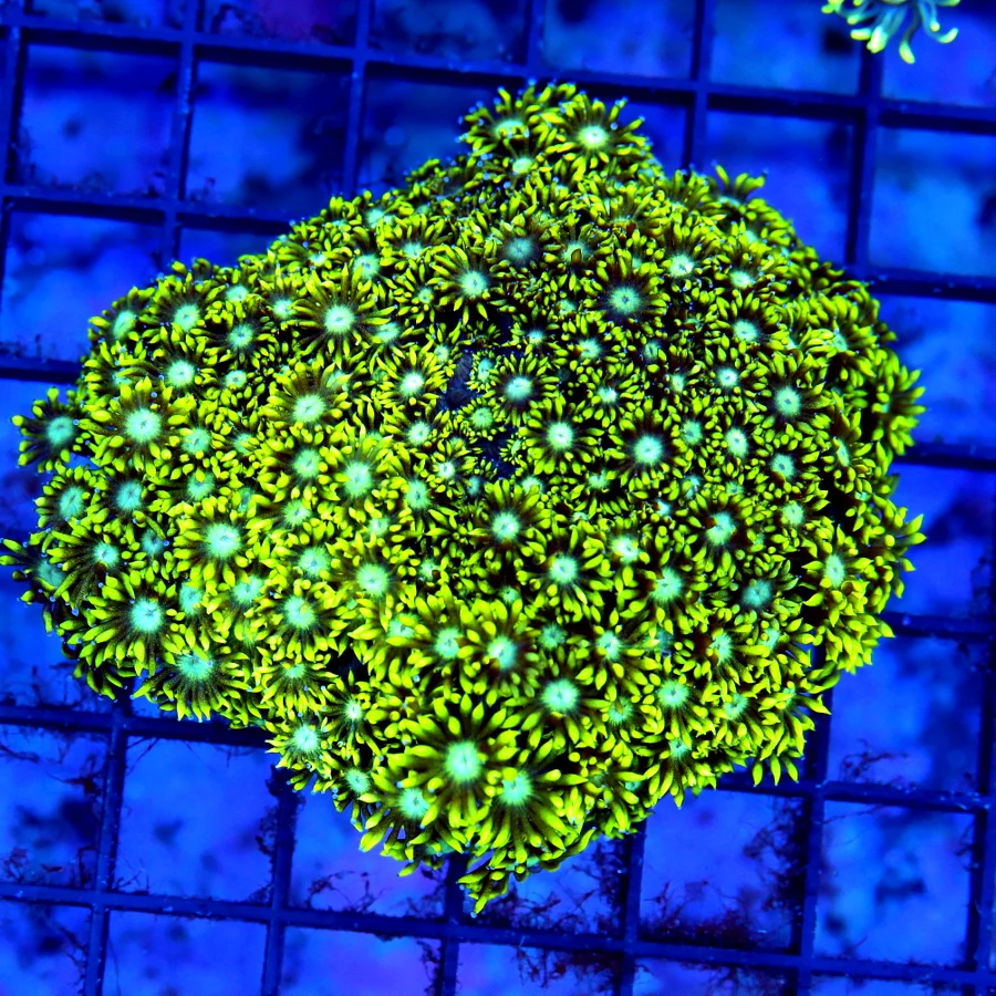 4.5x4.5 GONIOPORA CORAL - NEON GLOW IN THE DARK ULTRA GRADE BLUE EYED GONIOPORA