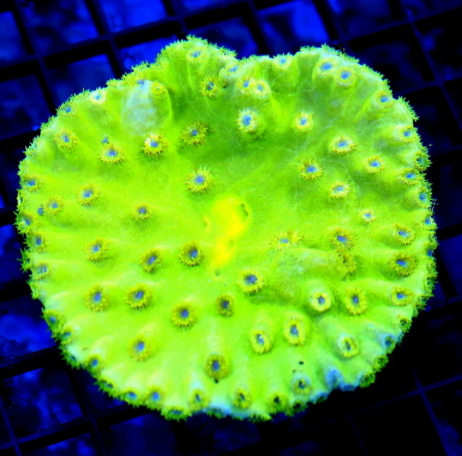 4.5x4.5 PAGODA CUP CORAL - BRIGHT NEON GREEN BLUE EYED PAGODA CUP CORAL