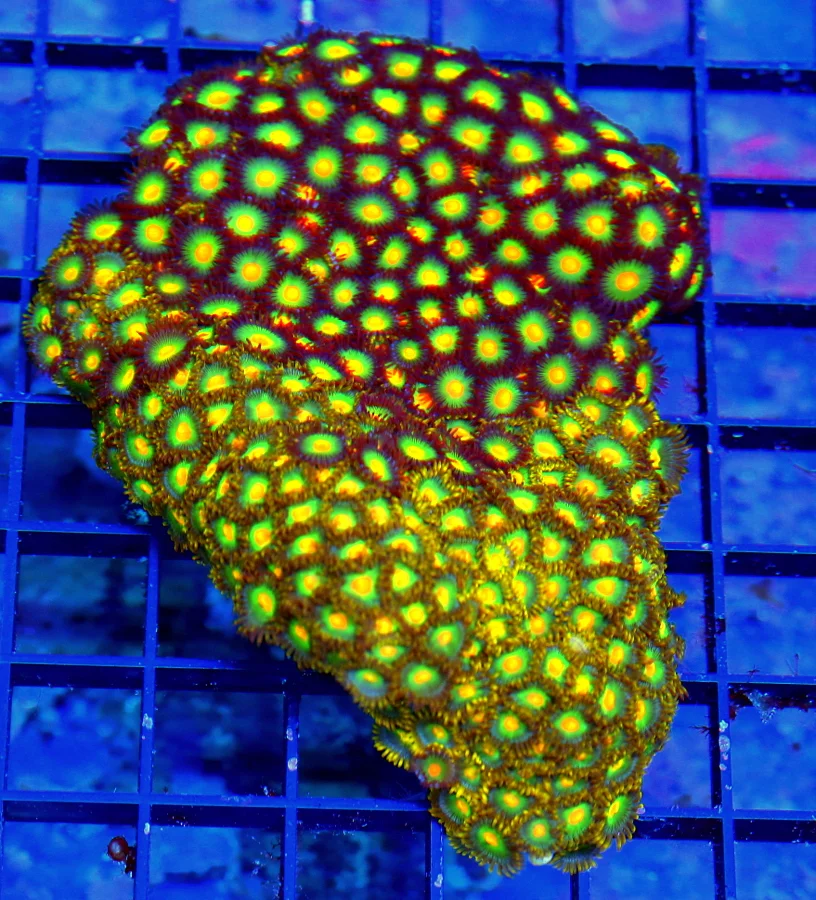 5x4 COMBO ZOANTHID CORAL - ULTRA ULTRA COLORED VERY RARE SOLOMON ISLAND COMBO ZOA